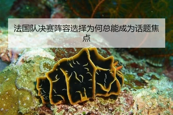 法国队决赛阵容选择为何总能成为话题焦点